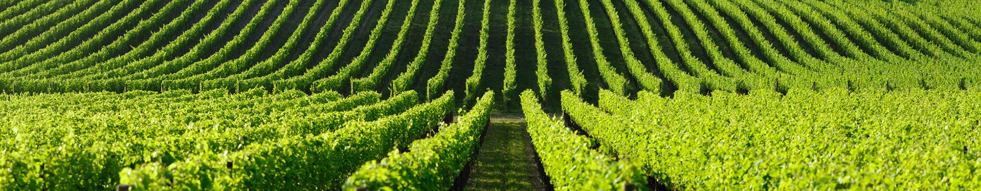 Vigne Verdicchio Macerata